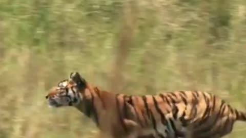 The tiger is running and hunting 😮| very dangerous wildlife animal 🐅🐯 | animalstore569