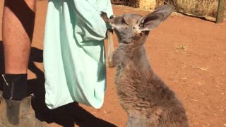 This Young Kangaroo Loves Her Pouch