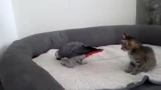 Parrot Meets Foster Kittens