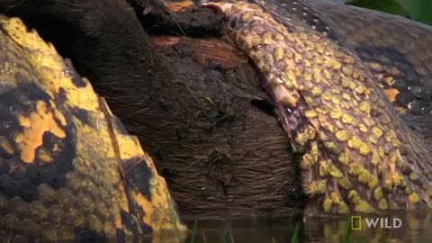 Anaconda Devours Huge Meal / Monster Snakes