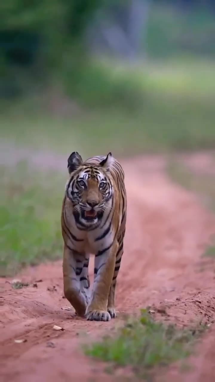 Tiger_Running_#shorts_#shortsfeed_#wildanimals_#animal_#tiger(720p)