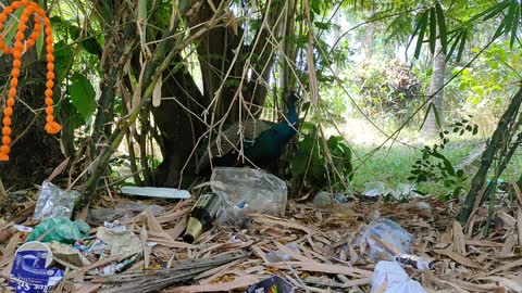 Indian peafowl Looking for New Shelter