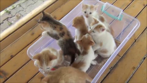 Cute baby kittens 🥰😱😍