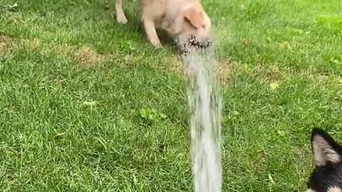 Dog vs Water Gun Fight