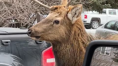Elk Walks Down Road With Unicorn-Style Antler