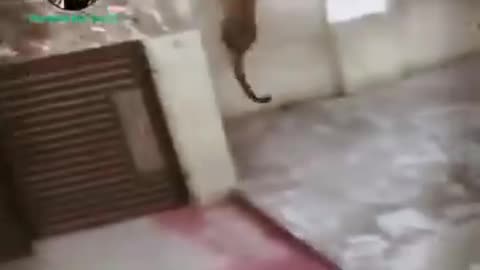 Leopard attacked human and dog