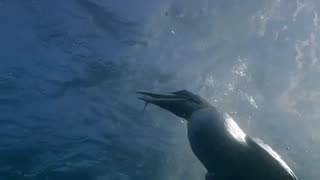 Gannet Hunting Under Water On The Sardine Run