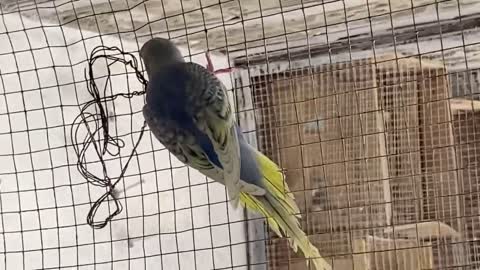 Budgies parrots breeding colony progress Pets vlogp9