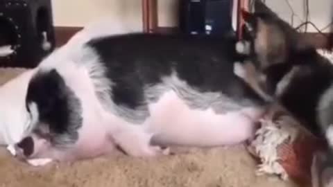 🤣 Funniest 🐶 Dogs and 😻Pig - Awesome Funny Pet Animals Life Videos 😇