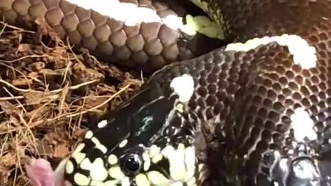 Amazing Rare 2-Headed Snake! See Both Heads Eating!