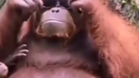 # Dog & monkey funny video 18 #😂😂😂😂