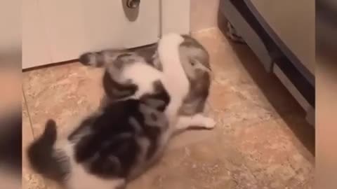 Cute Cat Fight 🥰