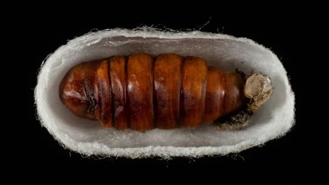 The Shocking Cycle of Silkworms: Spinning Their Own Coffins | Inside View