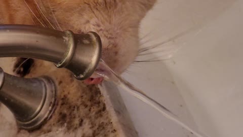 My Cat Hershel drinking from the sink.