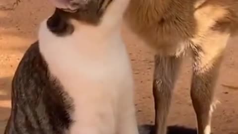 Puppy & chicken 🐶 🐔 beautiful friendship moment