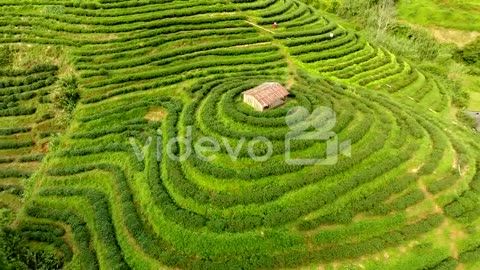Aerial view of tea plantation terrace on mountain INDIA