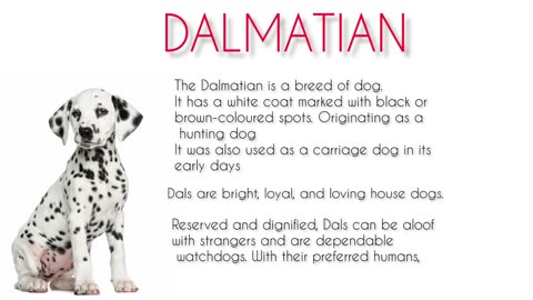 Dalmatian Dogs Interesting facts