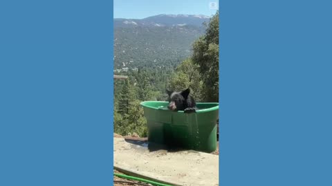 Bear soaks in a scenic view