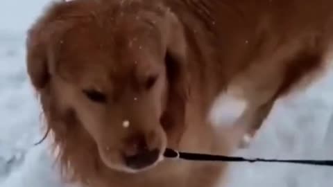 ***too cute** Adorable dog playing in snow.. Funny dog video