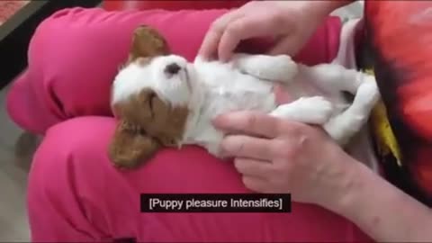 In These Tiny Puppies Will Change Your Day_ Cutest Puppies Compilation(240P)