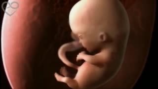 Life in the womb - story of the unborn child and fetus development in the Uterus