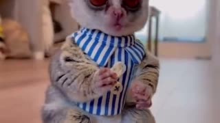 Best Funny Animal Videos of the year (2023)