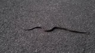 Moment In Nature ~ Snake!