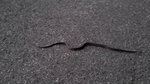 Moment In Nature ~ Snake!