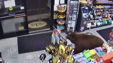 500-POUND Bear REPEATEDLY Steals Candy from Gas Station | Customer Wars | A&E