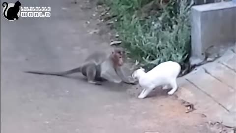 Naughty monkey vs cat🐱🐈