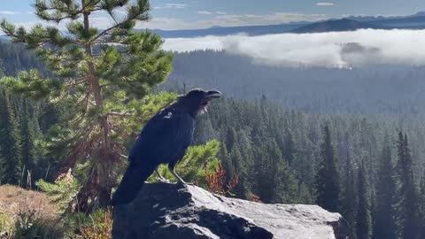 Yellowstone Raven Mimics Ringtone