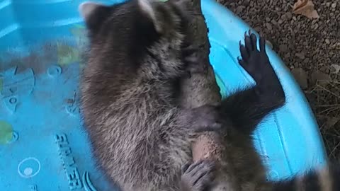 Raccoons learning to climb