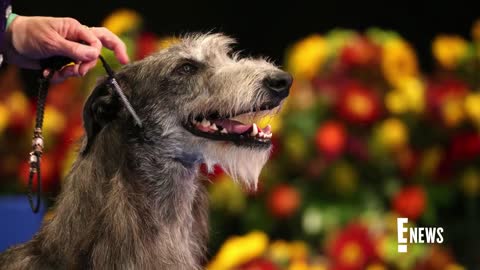 2022 National Dog Show_ Meet This Year's BEST IN SHOW _ E! News