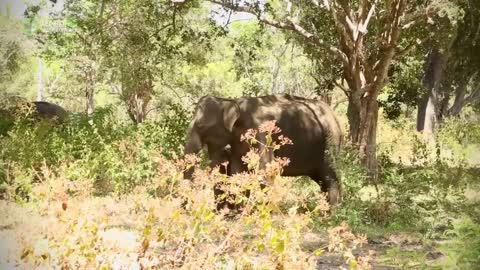 Heartwarming Moment Wild Elephant Recognises The Vet Who Treated Him 12 Years Ago