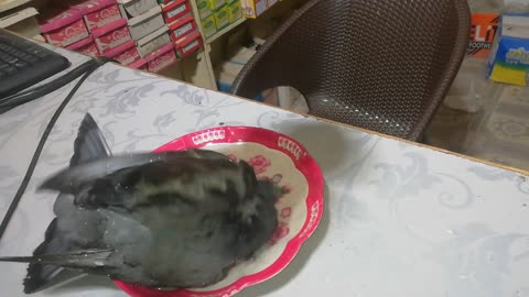 My pigeon is take a bath the first time