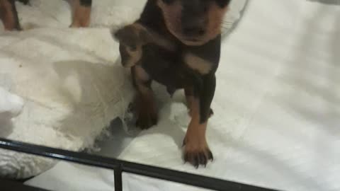 Dobermann Miniature pinscher puppies