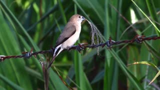 Indian silver bill