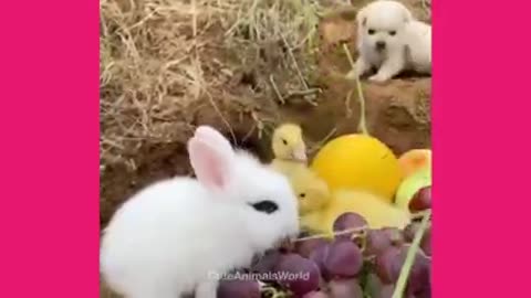 Best Funny animals Videos