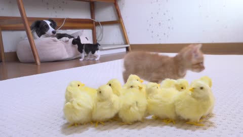 I Sneaked in 10 Chicks in My Dog and Kittens_ Room