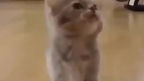 Video funny effect cat's 🐱🐱🐱