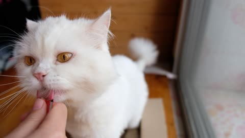 White Persian Cat (Golden eyes) Licks food
