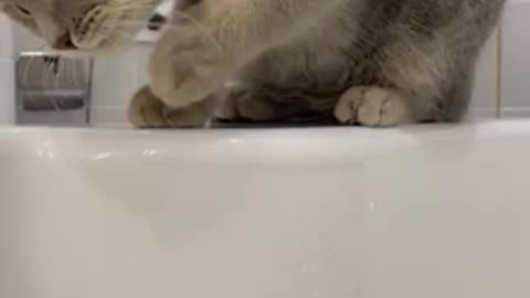 Kitty drink water