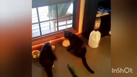 Cat's and cucumber 1