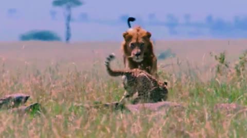 Wildlife- Two Lions Fight to See Who's King PART 2