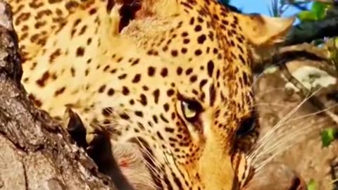 Leopard Attack On The Three|حمله پلنگ از بالای درخت