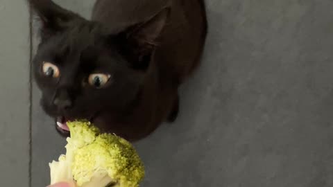 Harper eating broccoli