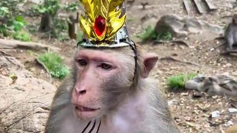 Fanny monkey , monkey King hahaha 😆 😂 🤣
