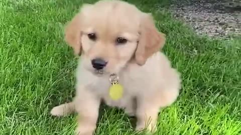 Funny and Cute Dogs Compilation 2022