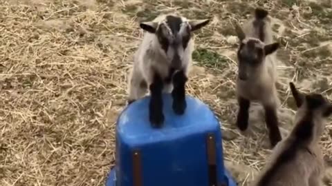 Goat Babies Having Funn