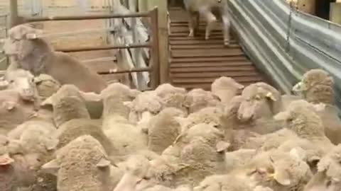 Moving among the sheep